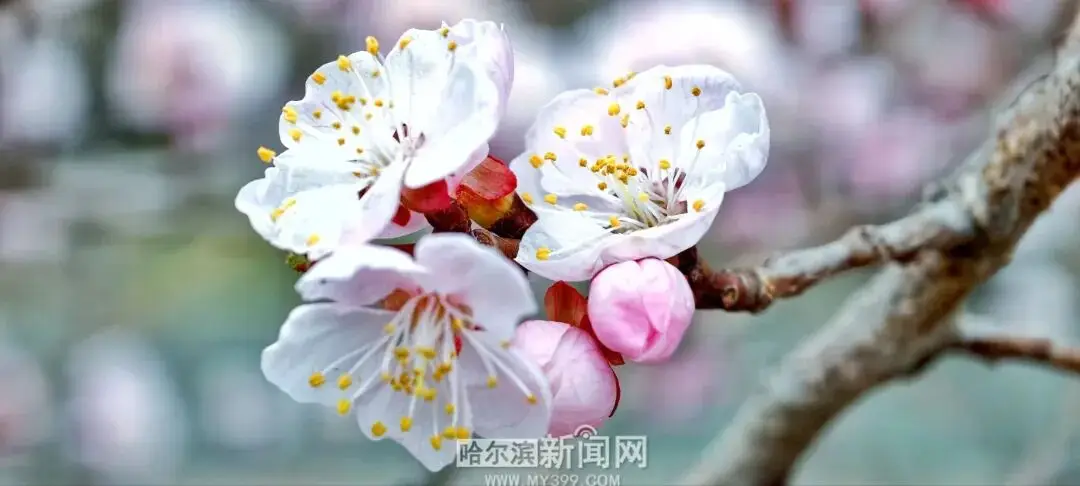 【半城江水 半城花】冰城春花開啟“杏運時間”｜這份粉色賞花攻略請收藏→