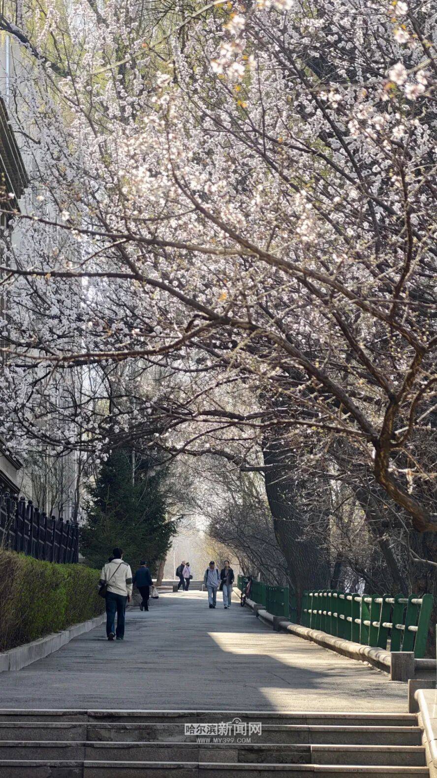 【半城江水 半城花】冰城春花開啟“杏運時間”｜這份粉色賞花攻略請收藏→