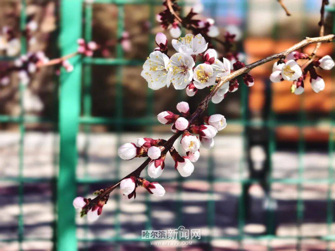 【半城江水 半城花】冰城春花開啟“杏運時間”｜這份粉色賞花攻略請收藏→