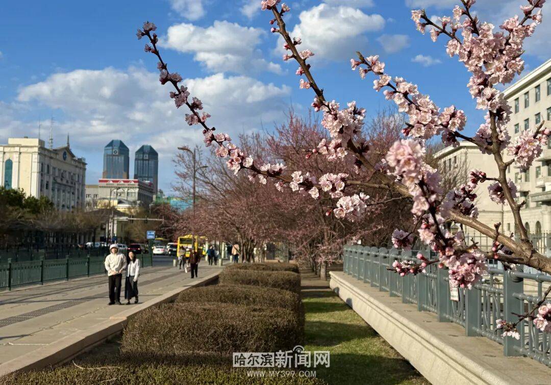 【半城江水 半城花】冰城春花開啟“杏運時間”｜這份粉色賞花攻略請收藏→