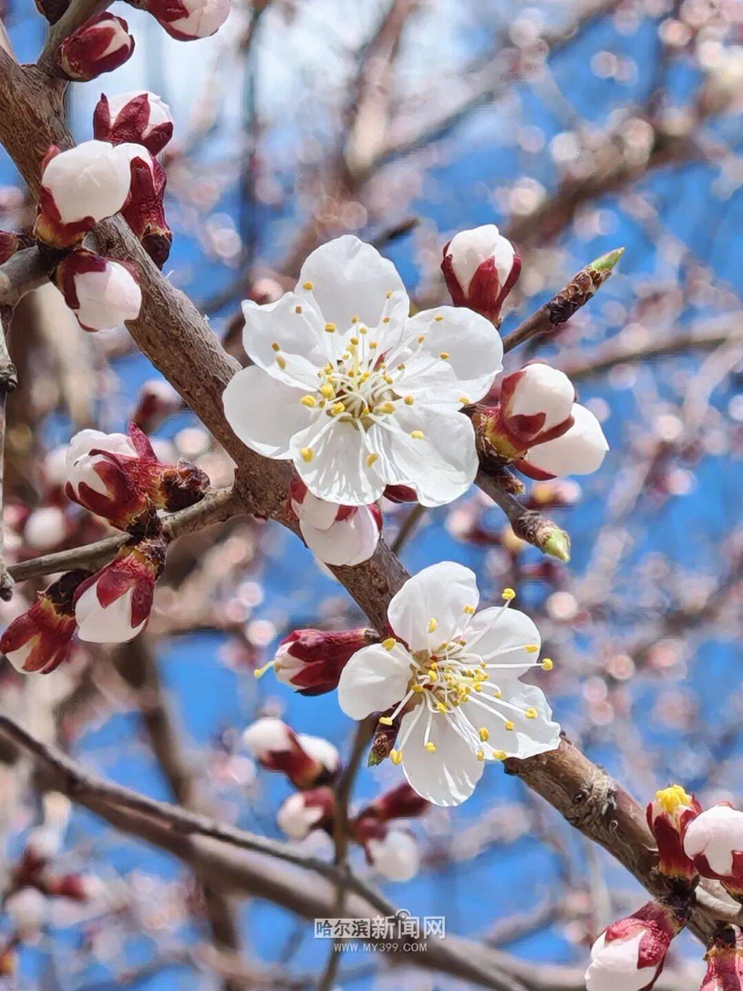 【半城江水 半城花】冰城春花開啟“杏運時間”｜這份粉色賞花攻略請收藏→