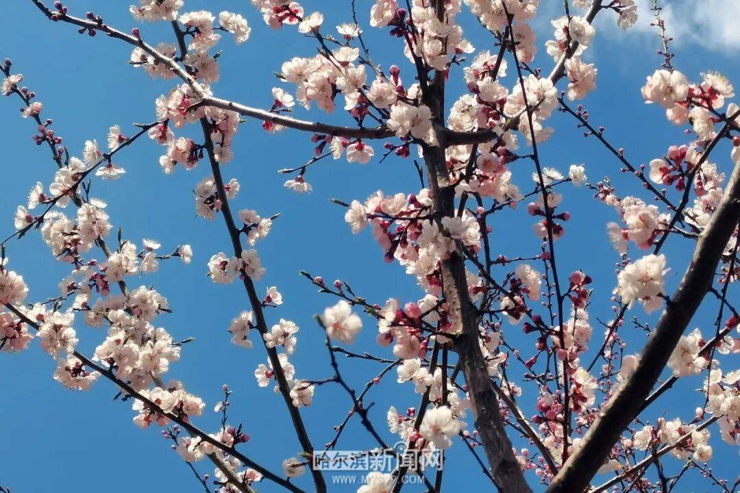 【半城江水 半城花】冰城春花開啟“杏運時間”｜這份粉色賞花攻略請收藏→