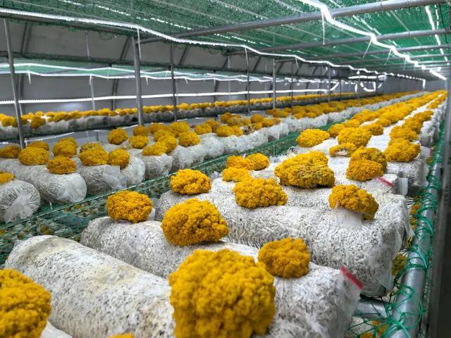 踏青·文化·夜遊·親子·美食丨濟寧五一寶藏玩法+優惠全放送