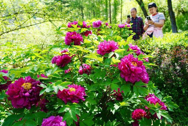 五一暢遊雞冠洞：自然奇觀邂逅花海狂歡，演藝美食免單暢享！