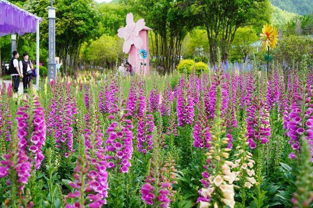 五一暢遊雞冠洞：自然奇觀邂逅花海狂歡，演藝美食免單暢享！