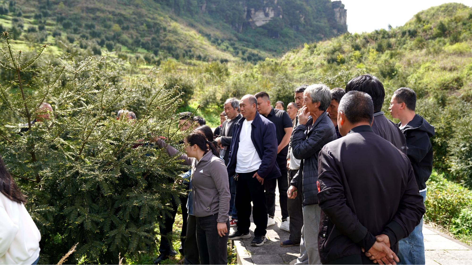 貴州務川：科技春風吹遍山野 特色產業勃發生機
