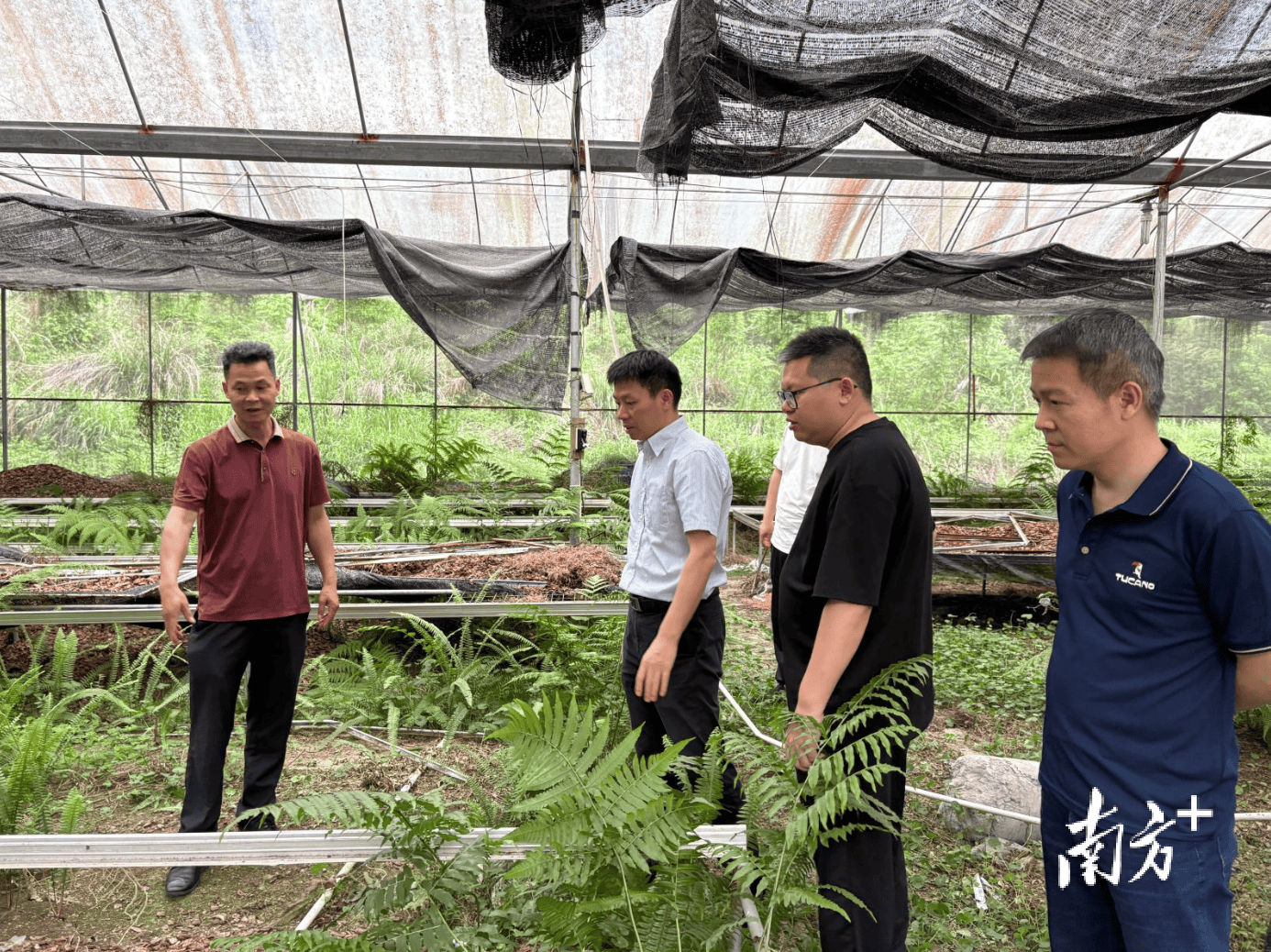 深入調研摸實情 科技賦能促振興！仲愷農業工程學院農村科技特派員赴八鄉山鎮開展靈芝產業幫扶