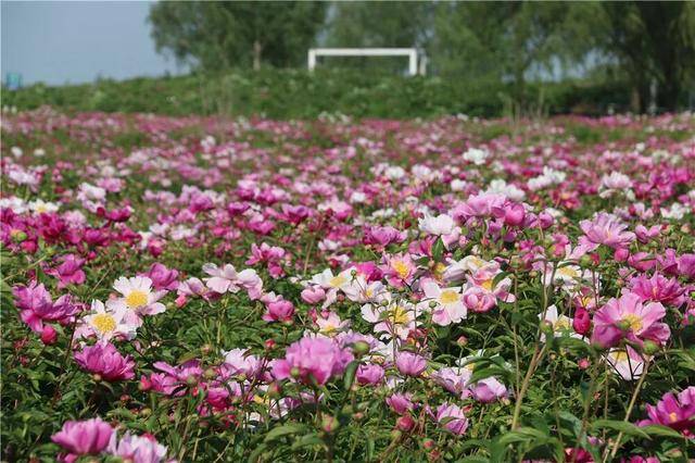 踏青·文化·夜遊·親子·美食丨濟寧五一寶藏玩法+優惠全放送