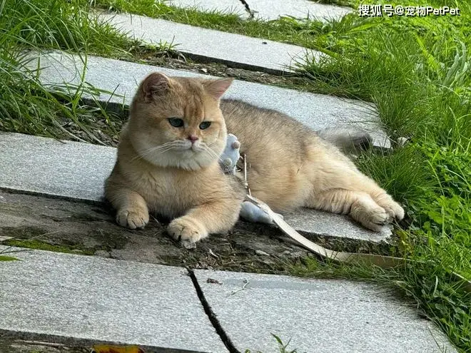 原創狗子在小區人脈有多野？裝修打折、門禁刷臉，主人全靠它帶飛