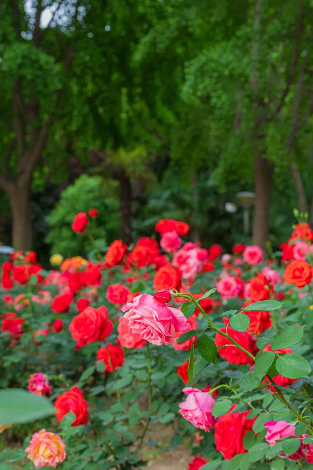 鄭州“春日賞花地圖”，請收藏→