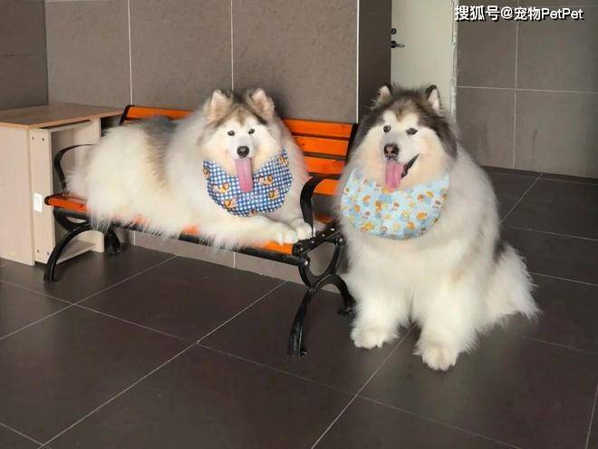 原創狗子在小區人脈有多野？裝修打折、門禁刷臉，主人全靠它帶飛