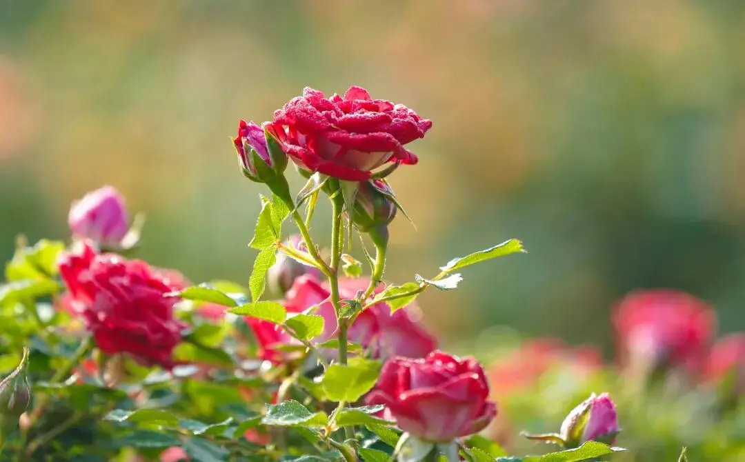 鄭州“春日賞花地圖”，請收藏→