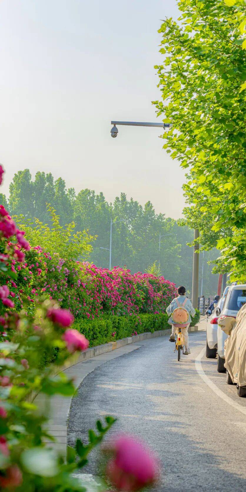 鄭州“春日賞花地圖”，請收藏→