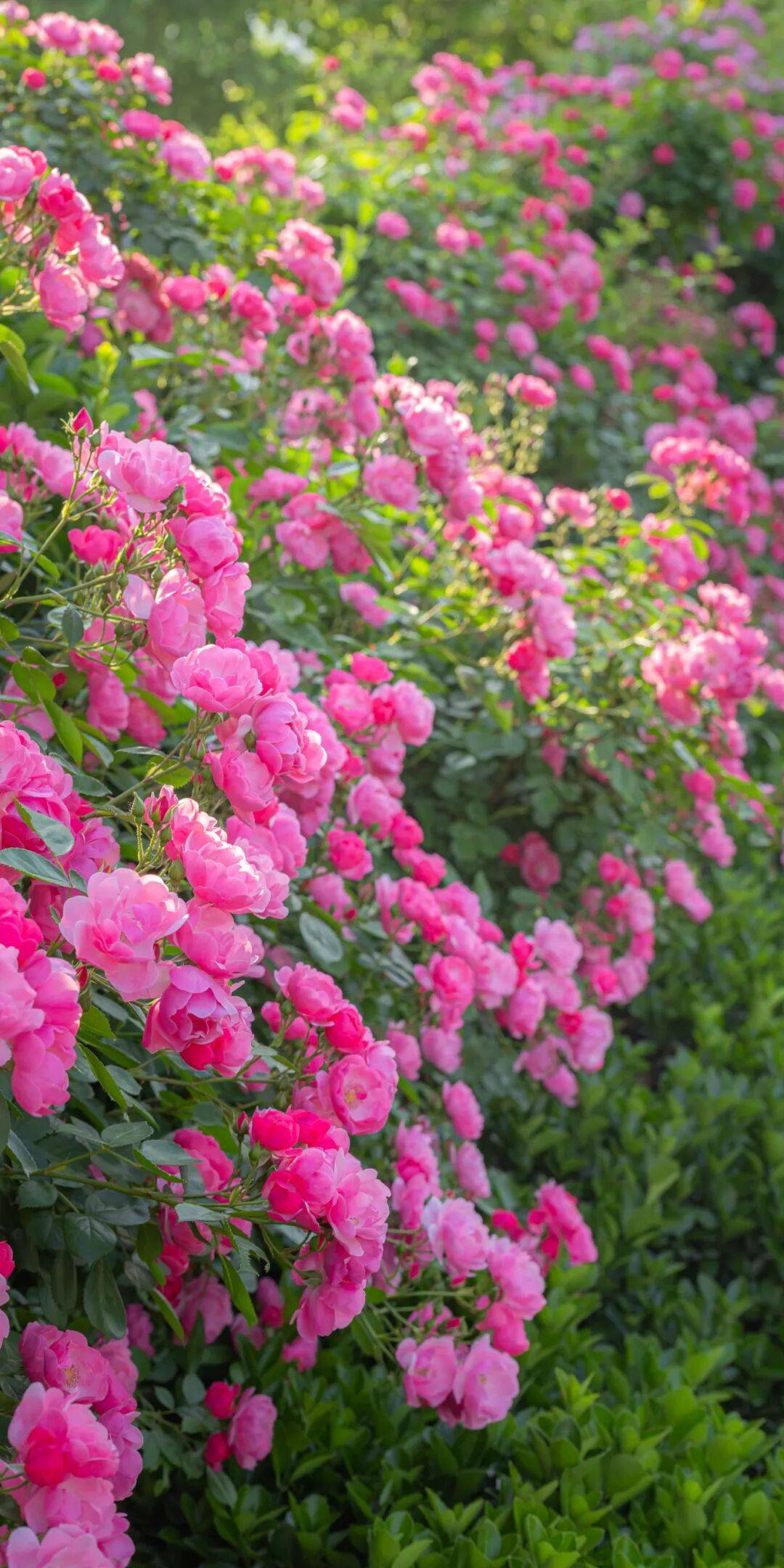 鄭州“春日賞花地圖”，請收藏→