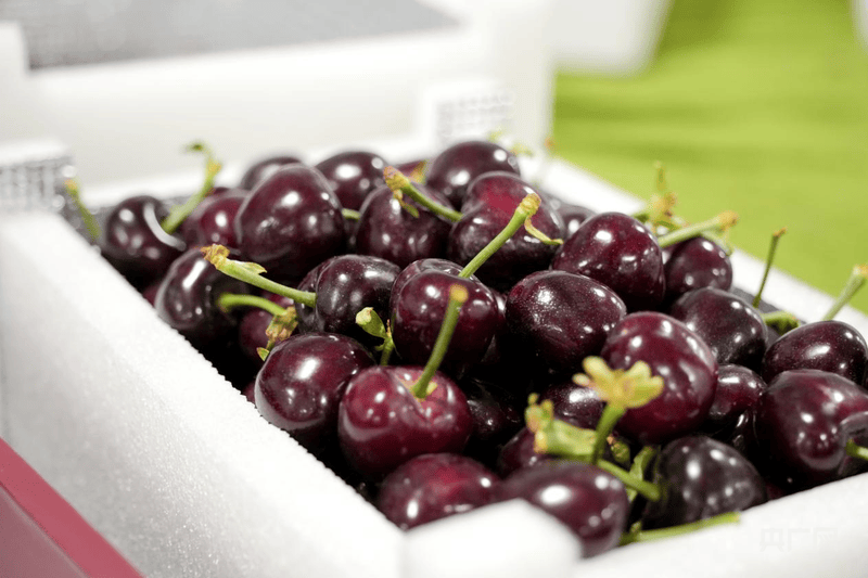 溫宿縣：電商物流協同發力 打通櫻桃出疆快車道