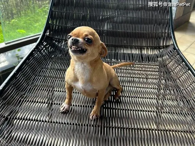 原創狗子在小區人脈有多野？裝修打折、門禁刷臉，主人全靠它帶飛