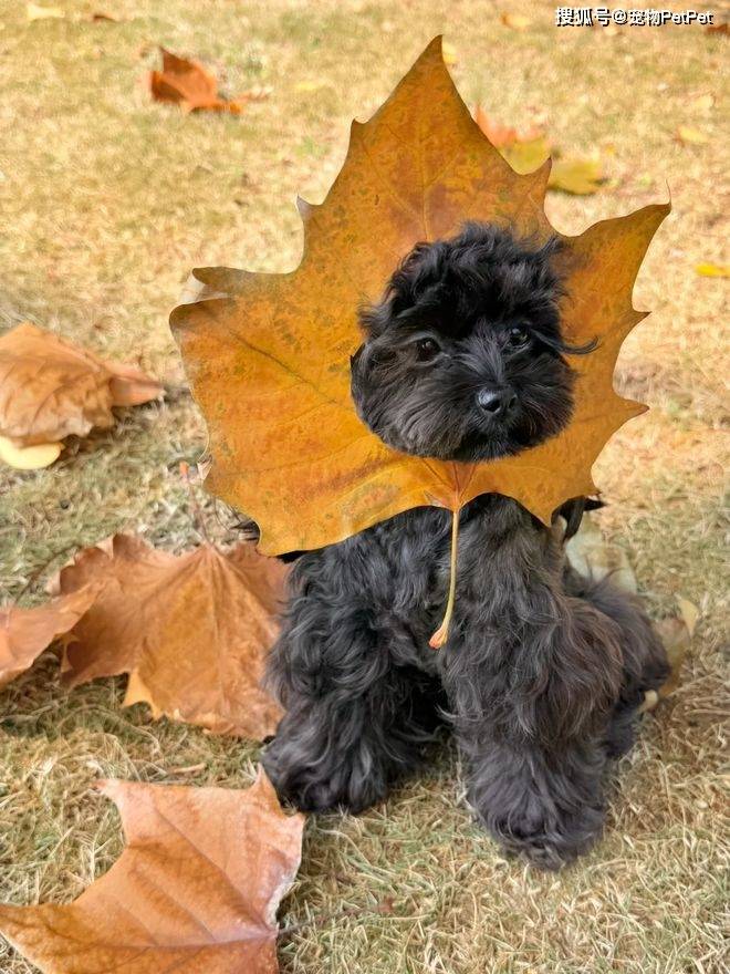 原創狗子在小區人脈有多野？裝修打折、門禁刷臉，主人全靠它帶飛