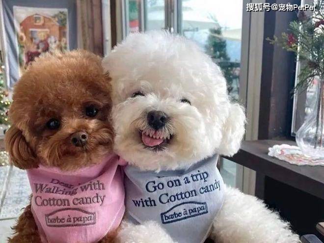 原創狗子在小區人脈有多野？裝修打折、門禁刷臉，主人全靠它帶飛