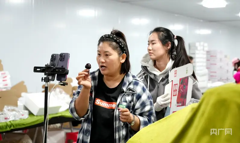 溫宿縣：電商物流協同發力 打通櫻桃出疆快車道