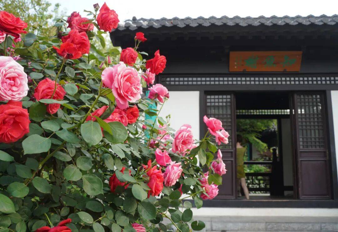 鄭州“春日賞花地圖”，請收藏→