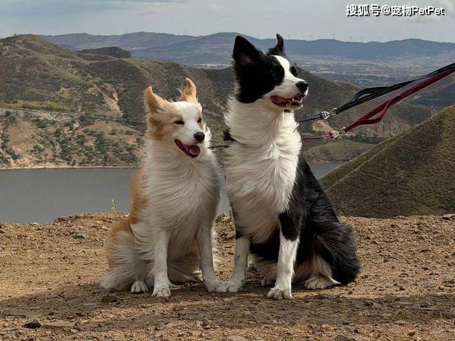 原創狗子在小區人脈有多野？裝修打折、門禁刷臉，主人全靠它帶飛