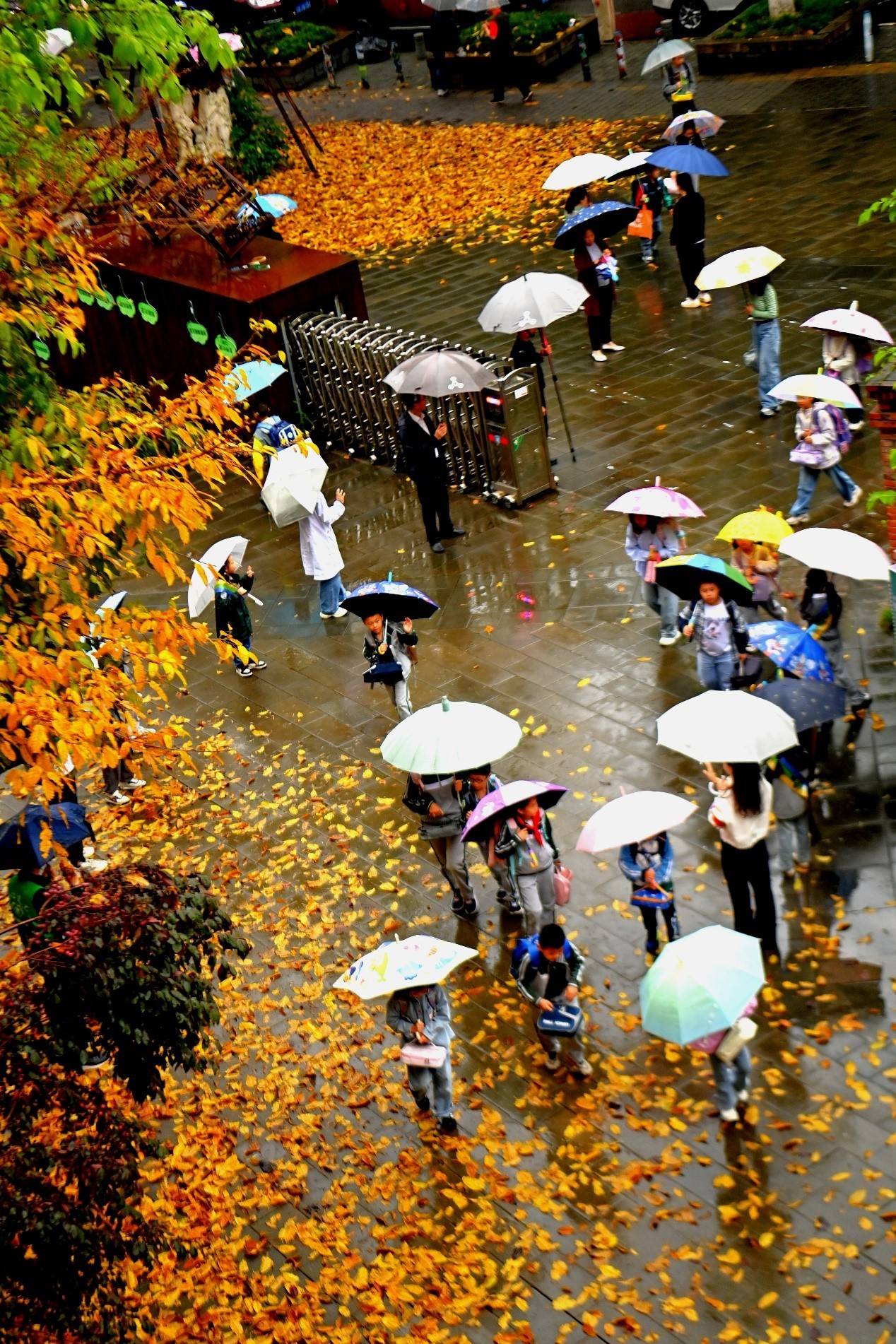 踩落葉聞花香 童心青禾小學師生在自然裡上課