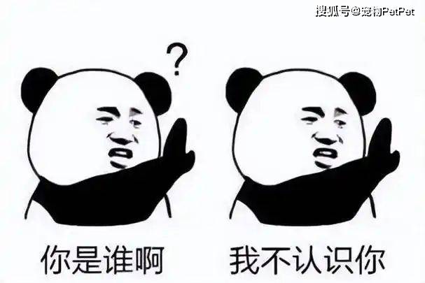 原創狗子在小區人脈有多野？裝修打折、門禁刷臉，主人全靠它帶飛