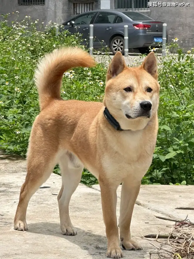 原創狗子在小區人脈有多野？裝修打折、門禁刷臉，主人全靠它帶飛