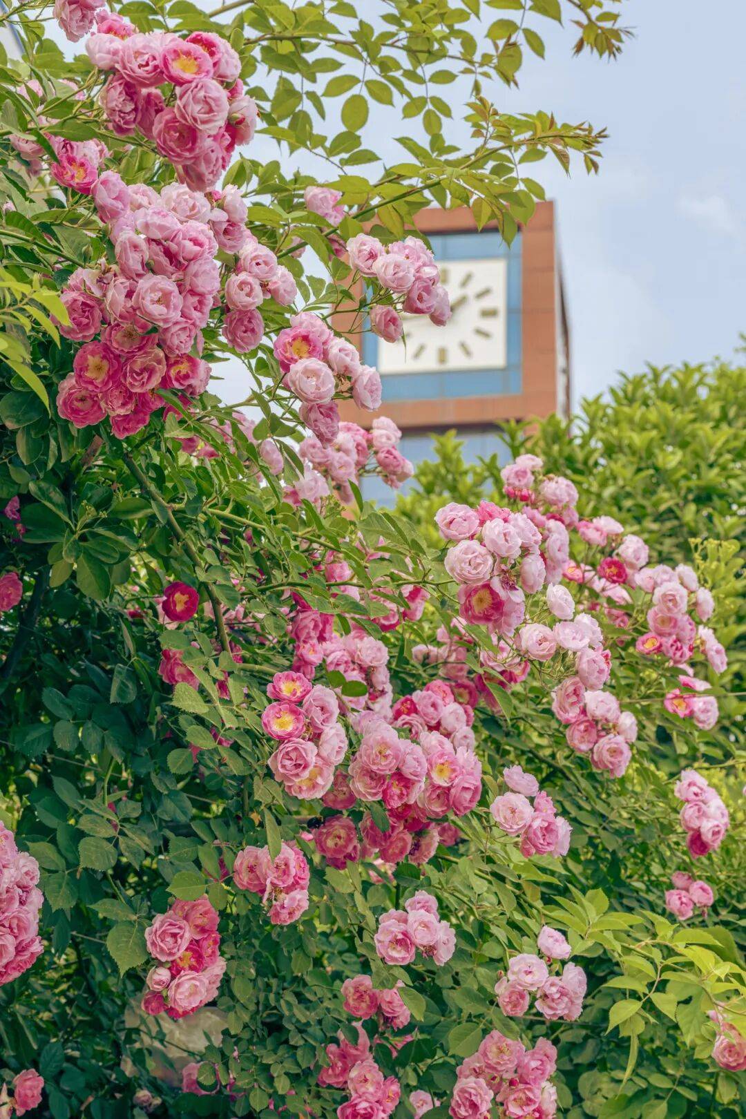 鄭州“春日賞花地圖”，請收藏→