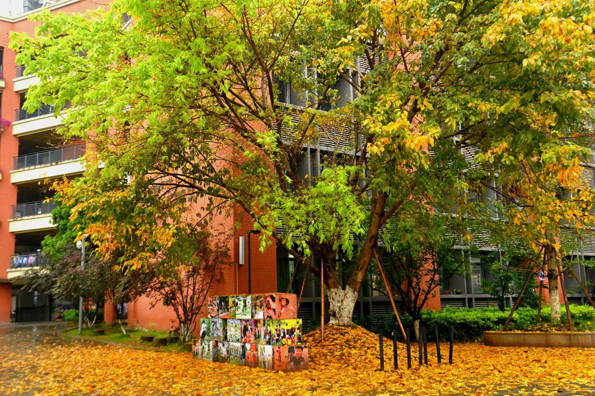 踩落葉聞花香 童心青禾小學師生在自然裡上課