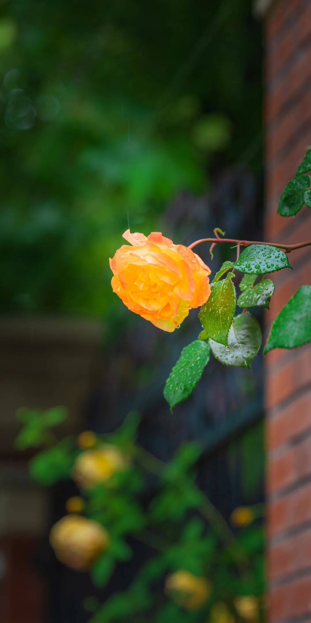 鄭州“春日賞花地圖”，請收藏→