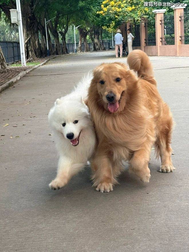 原創狗子在小區人脈有多野？裝修打折、門禁刷臉，主人全靠它帶飛