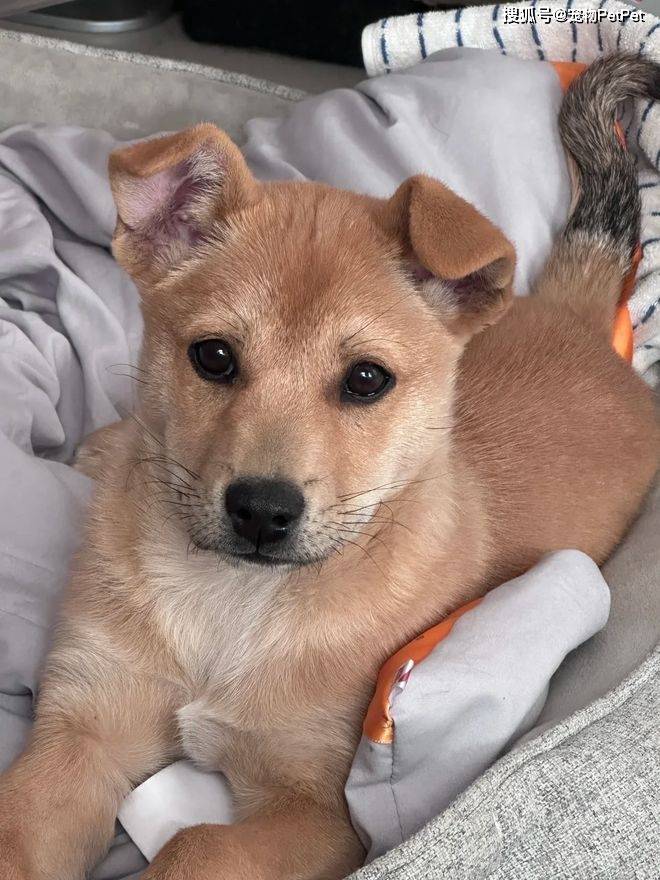 原創狗子在小區人脈有多野？裝修打折、門禁刷臉，主人全靠它帶飛