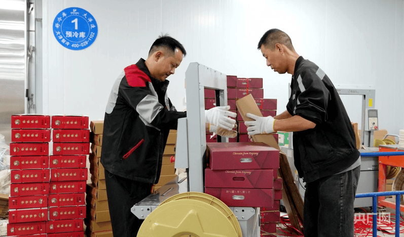 溫宿縣：電商物流協同發力 打通櫻桃出疆快車道