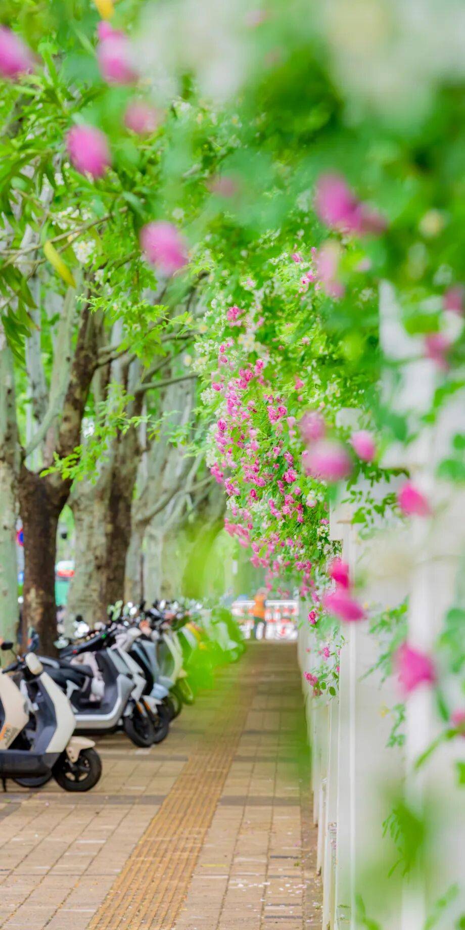 鄭州“春日賞花地圖”，請收藏→