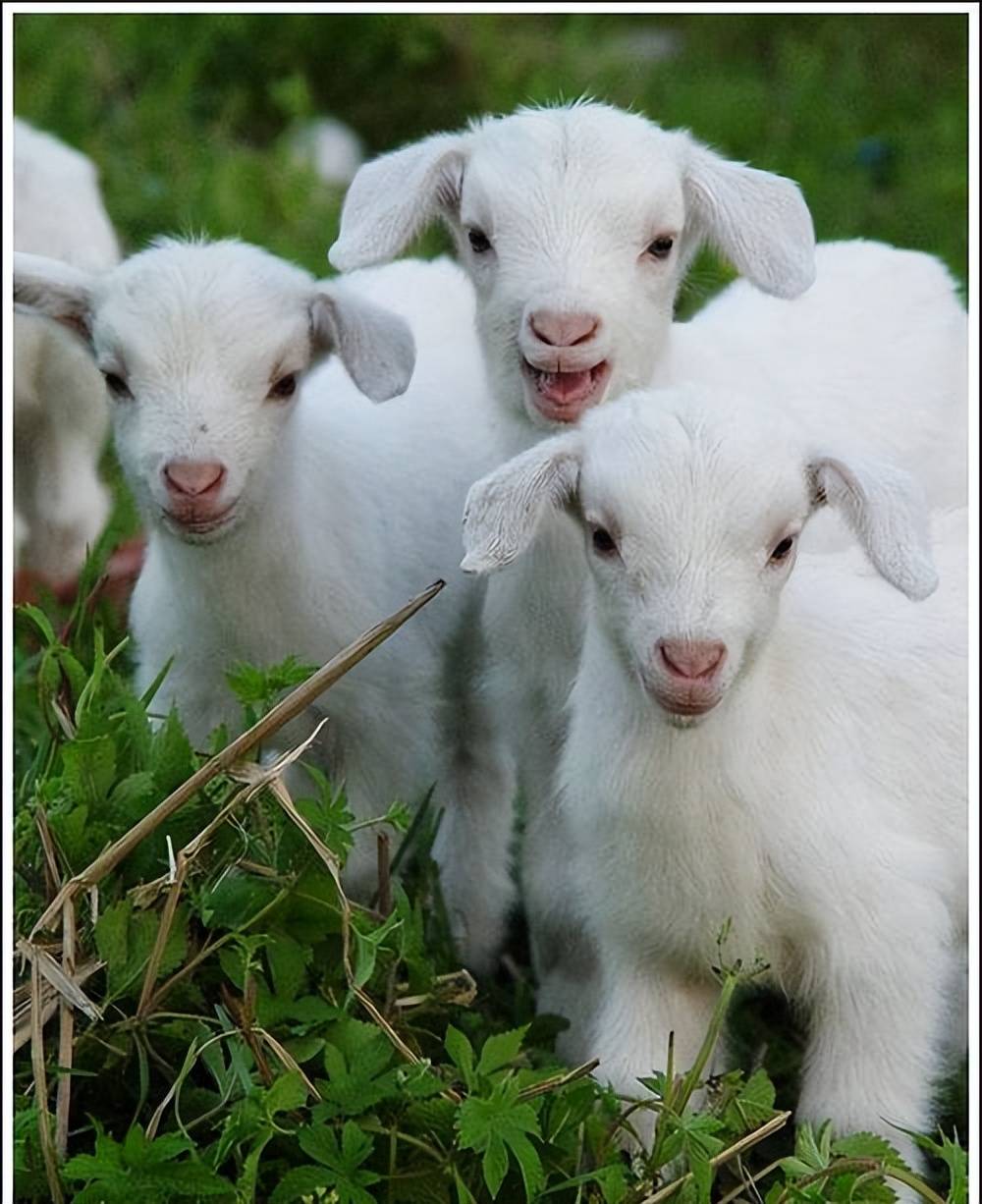 羔羊頑固性拉稀怎麼治療？養殖戶一看就會，快速救羔羊