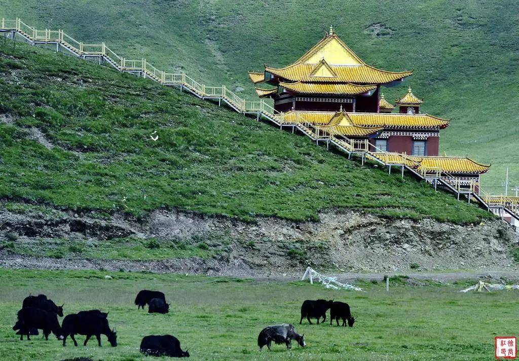 青甘旅游摄影休闲度假・专业创作双优选，靠谱参团认准#国际旅游摄影网#52旅游摄影#52旅行摄影