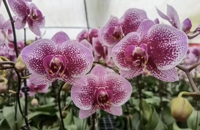 洪生標的“大地論文”：土特產變金招牌，蝴蝶蘭有“中國芯”