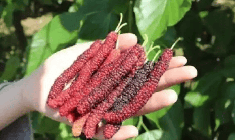 原創被稱之為民間“聖果”，曾是農村孩子的零食，止渴生津，美容養顏