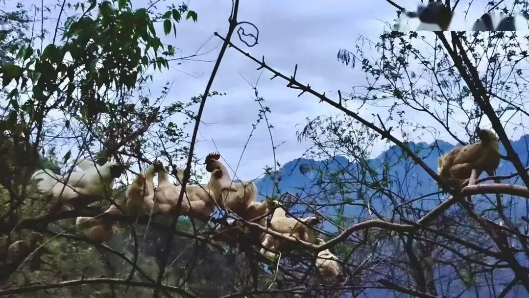 科技賦能興產業“小揹簍”助農共富路