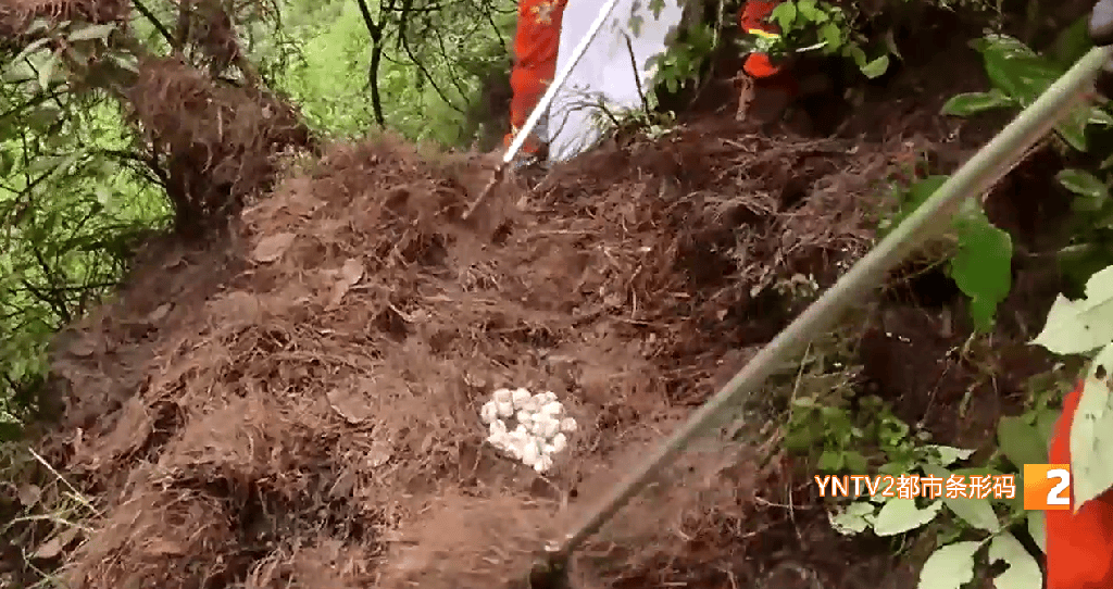 嚇人！眼鏡王蛇死守雲南一茶地，消防員緊急出動搜尋，蛇身底下竟壓著……