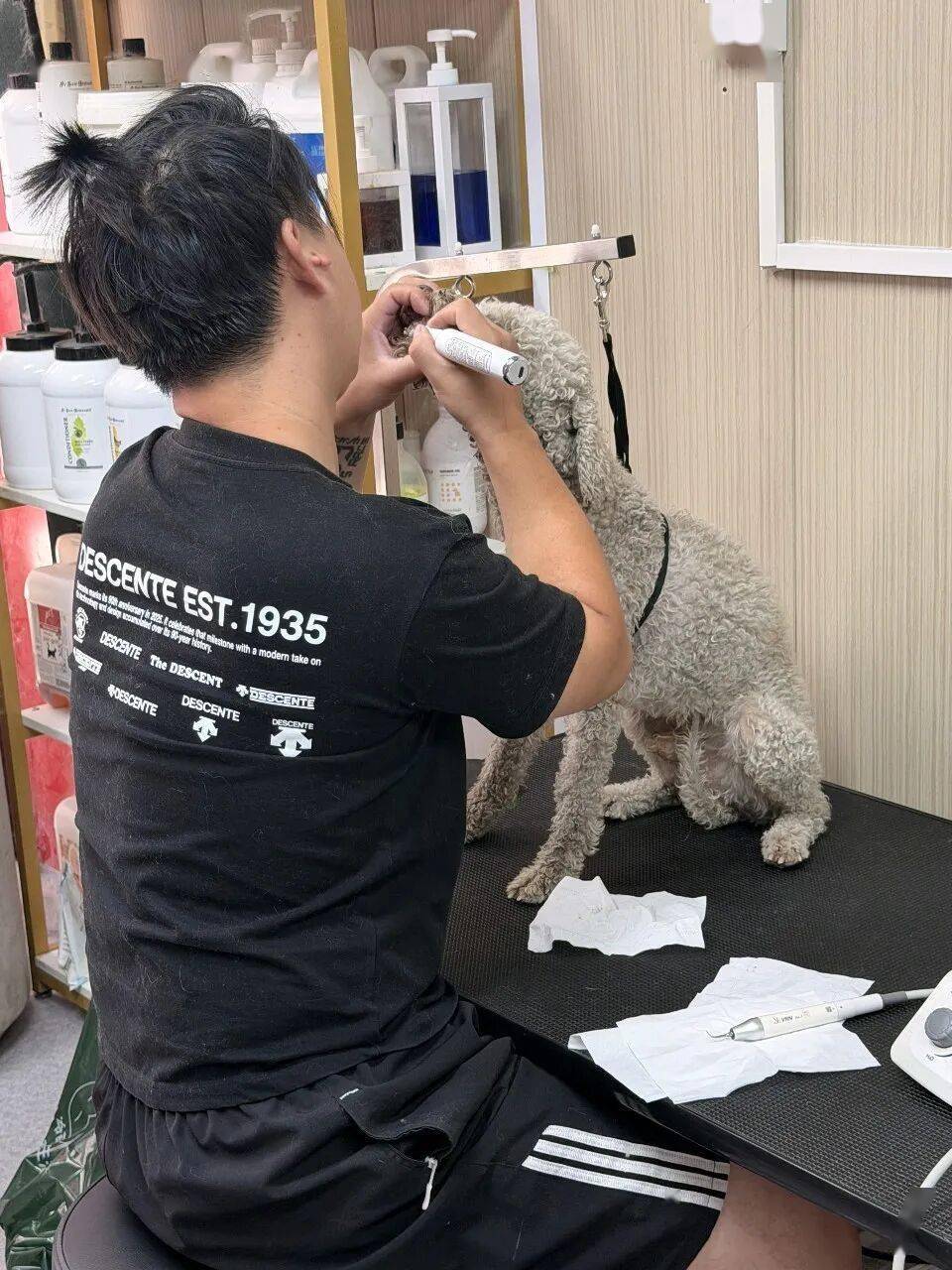 尋家啟事｜趴在水泥地上的小狗，在等待一個屬於它的掌心