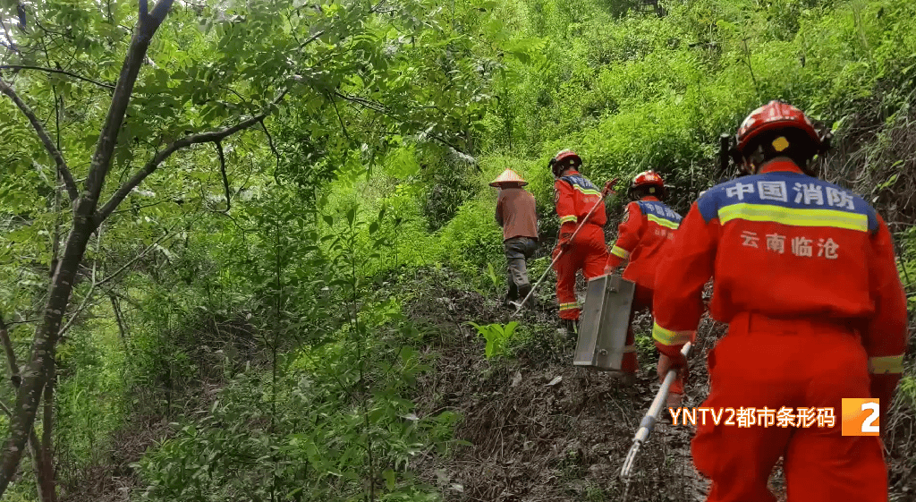 嚇人！眼鏡王蛇死守雲南一茶地，消防員緊急出動搜尋，蛇身底下竟壓著……