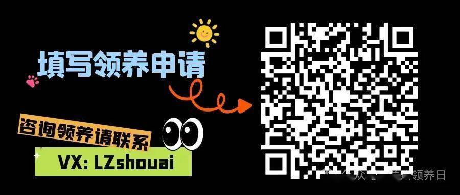 尋家啟事｜趴在水泥地上的小狗，在等待一個屬於它的掌心