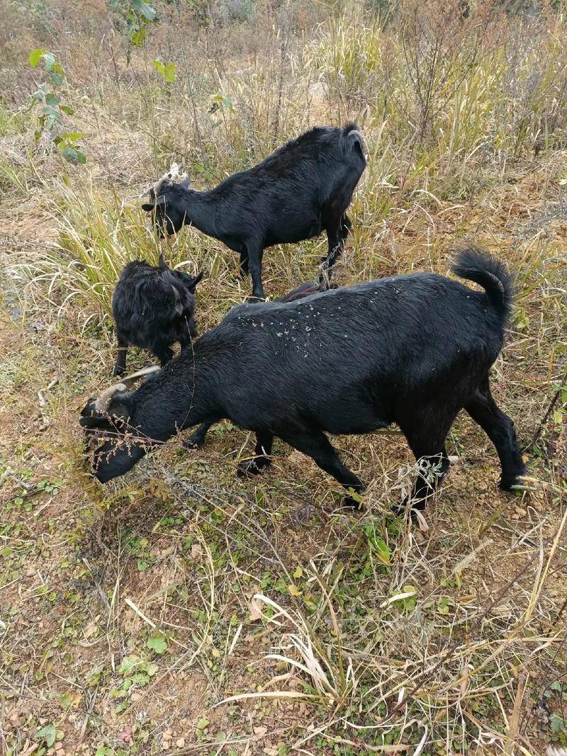 黑山羊拉稀怎麼治？快速止瀉保住養殖收益