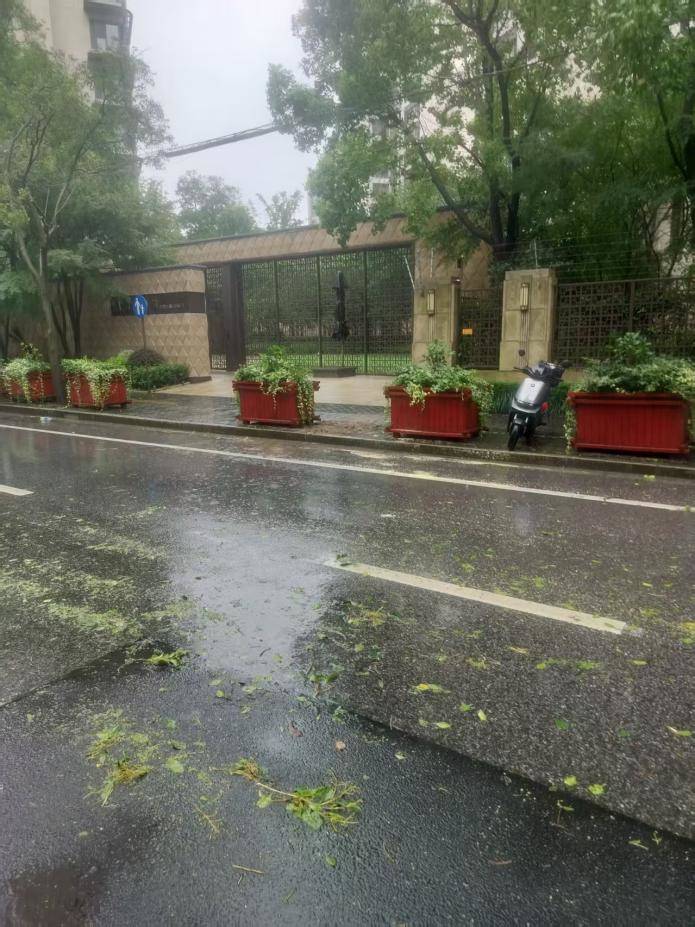 綠容行業快速處置樹木倒伏，恢復道路通行