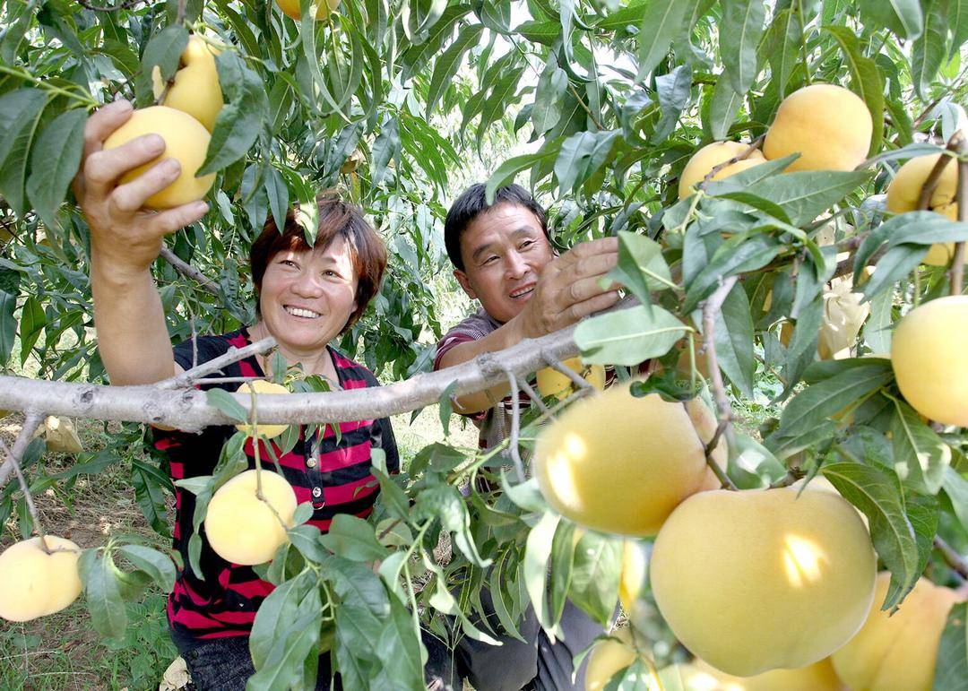 蒙陰桃經：一場關於農業科技的“甜蜜革命”