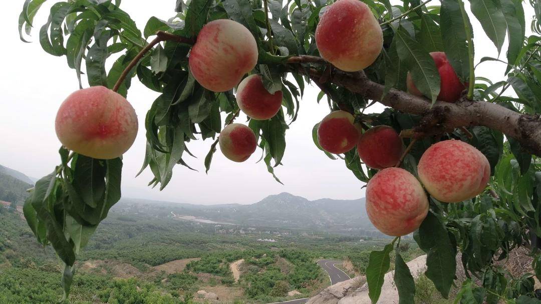蒙陰桃經：一場關於農業科技的“甜蜜革命”
