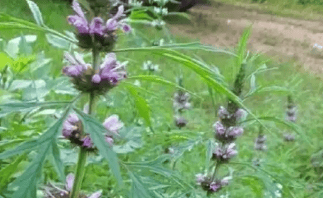 原創此為農村的“益母草”，它消炎止痛，還有美容功效，遇見記得了解下