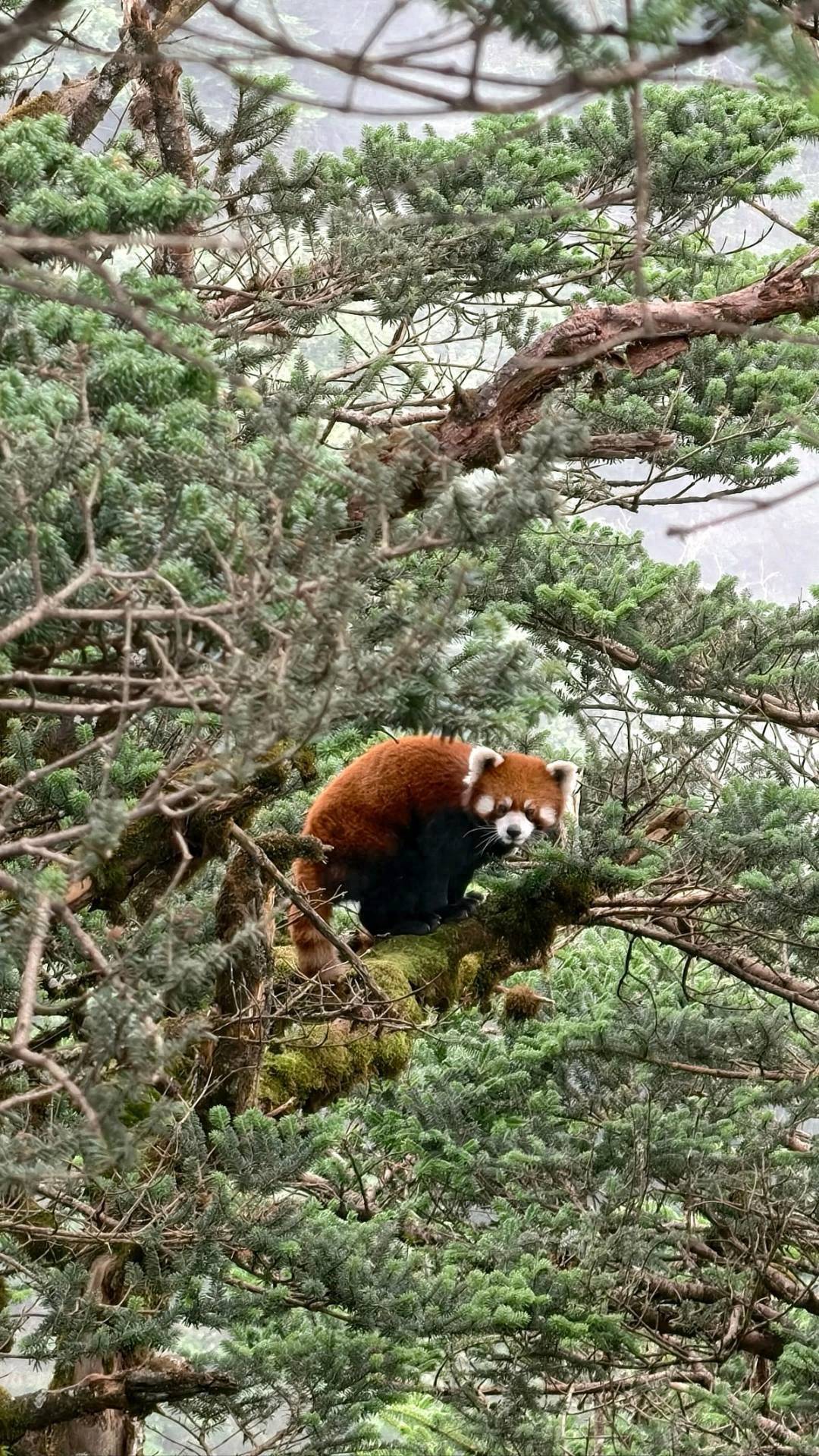 文明旅遊丨傾聽遊客心聲 西嶺雪山最佳化觀景護欄防範鳥撞